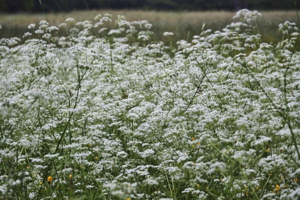 Meadow chervil (Anthriscus sylvestris), May, Germany
