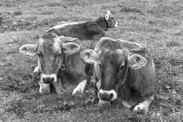 Allgäu cows in a meadow, gabled house, Bad Hindelang, Allgäu, Bavaria, Germany