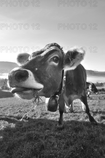 Algäu cow (Braunvieh) on the pasture looking into the camera, Weitnau, Oberallgäu, Bavaria, Germany