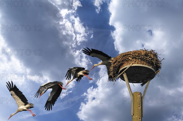 Mounting, white stork (Ciconia ciconia) leaving its nest, Mecklenburg-Western Pomerania, Germany