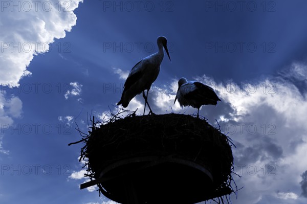 Pair of white storks (Ciconia ciconia) silhouetted in the nest against a cloudy sky,