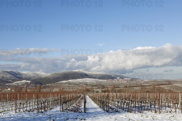 Winter landscape with vineyards and snow-covered hills under a blue sky, Ilbesheim, Southern