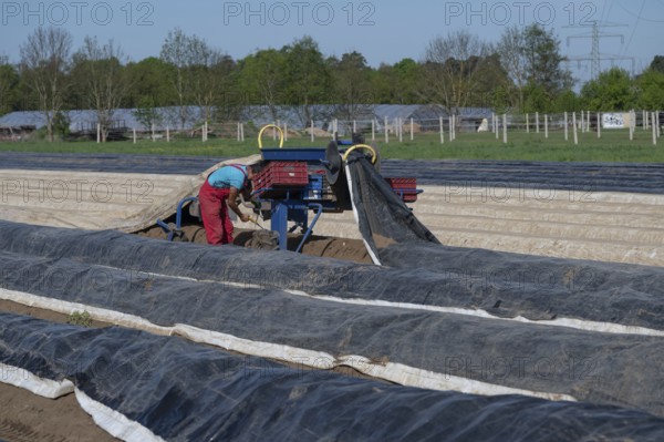 Asparagus harvest with film lifter, Franconia, Bavaria, Germany
