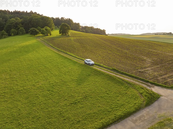 Small car drives along a country road through green fields and rows of trees, Renault Megane, Deer