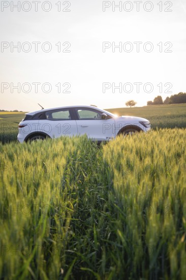 Car driving through green field at sunset, surrounded by tall grass, Renault Megane, Deer E-