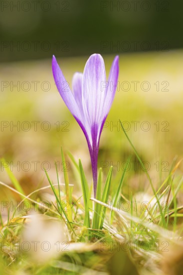 A single purple crocus in a sunny spring landscape, Gechingen, Hecken und Gäu region, district of