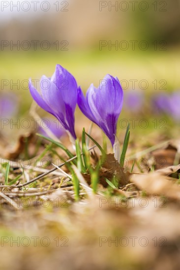Two purple crocuses next to each other in a spring-like setting, Gechingen, Hecken und Gäu region,
