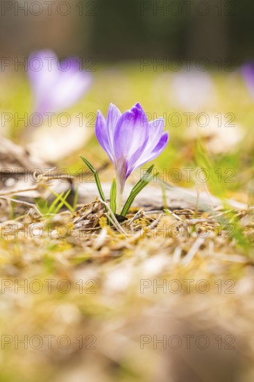 A purple crocus in a spring meadow with blurred background, Gechingen, Hecken und Gäu region,