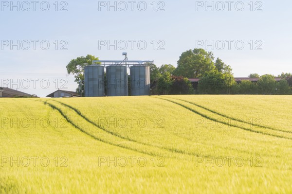 A large grain field with silos in the background, shining in the summer light, Gechingen, Hecken