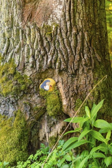 Painted stone in tree bark, surrounded by moss and foliage, Gechingen, Hecken and Gäu region,