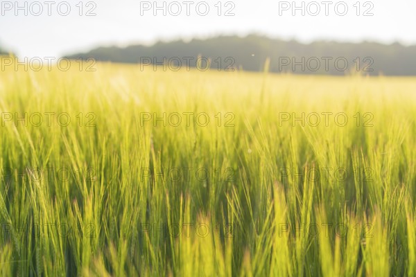 Tall yellow grain growing in the summer light, surrounded by a wide, gentle horizon, Gechingen,