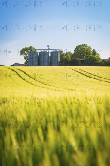 A wide grain field in front of silos and trees under a clear sky in summer, Gechingen, Hecken and