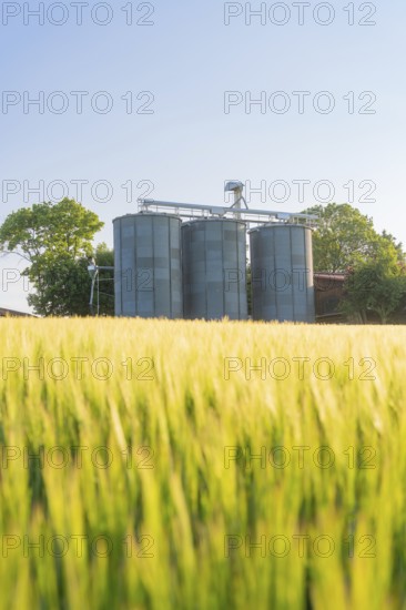 Silos rise behind a sunlit grain field on a clear summer day, Gechingen, Hecken and Gäu region,