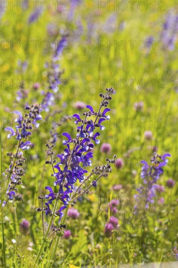 Purple flowers and wildflowers in a sunny meadow, Gechingen, Hecken und Gäu region, district of