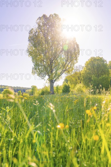 A tree in a flowering meadow stands in the sunlight, Gechingen, Hecken und Gäu region, district of