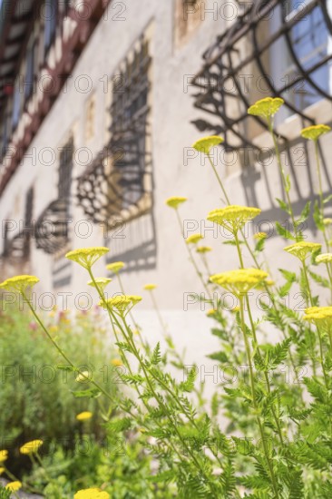 Yellow flowers in the summer sun in front of an old wall and gothic window decorations, event and