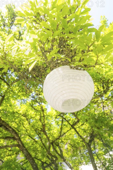 White paper lantern shines through green leaves in the summer sun, event and wedding location Lorch