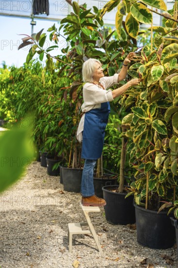 Senior woman gardener caring for plants while standing on a stepladder inside a greenhouse,