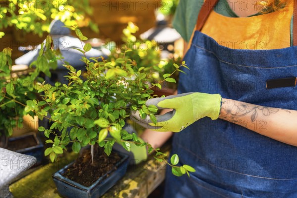Gardener wearing gloves taking care of a small bonsai tree in a garden center, gardening and plant