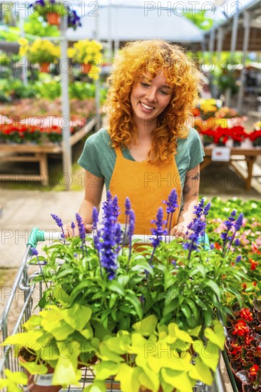 Smiling gardener pushing a shopping cart filled with vibrant lavender and various plants while