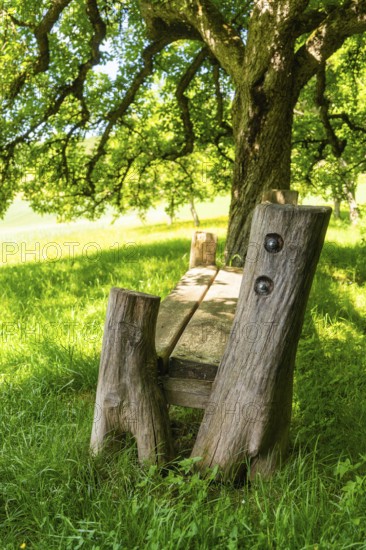 Rustic wooden bench stands under a tree on a grassy meadow in the shade, Gechingen, Black Forest,