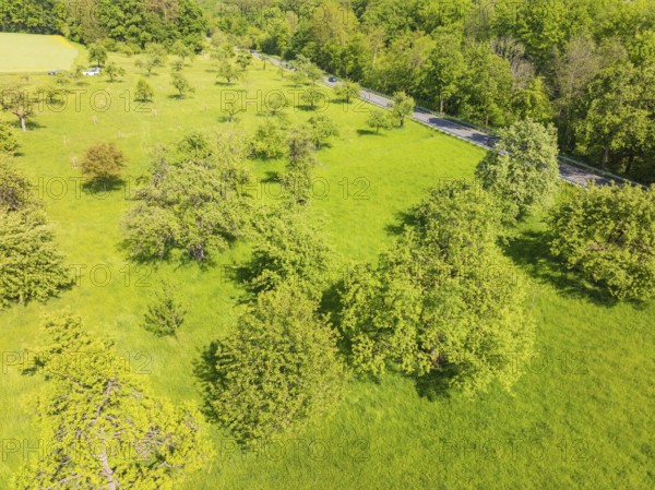 Green meadow with trees along a road in the countryside, orchards, compensation project for Hermann