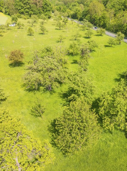 Green meadow with trees in a natural spring landscape, orchards, compensation project for Hermann