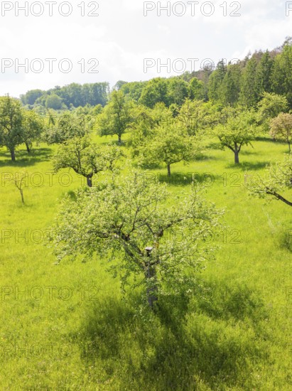 Flowering fruit trees on a green meadow in sunny weather, orchards, compensation project for