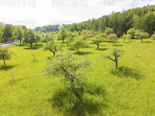Green orchard with several flowering trees in spring, orchards, compensation project for Hermann