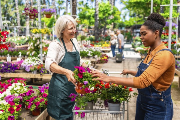 Senior florist helping young customer choosing blooming flowers in garden center, pushing a