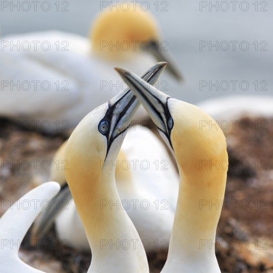 Gannet (Morus bassanus), pair courtship display, bird cliffs, Heligoland Island, North Sea,