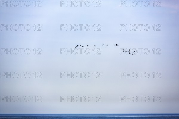 Flock of birds over the sea, halo in the sky, bird cliffs, Heligoland Island, Schleswig-Holstein,