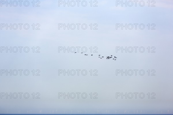 Flock of birds over the sea, wind turbine in the haze, Heligoland Island, Schleswig-Holstein,