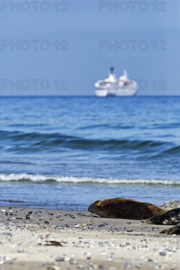 Grey seals (Halichoerus grypus) lying on the beach, cruise ship on the horizon, dune, Heligoland