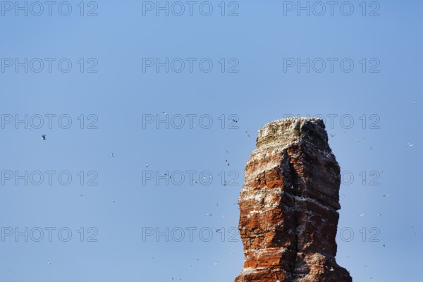 Lange Anna breakwater, gannet (Morus bassanus), bird cliff, Heligoland Island, Schleswig-Holstein,