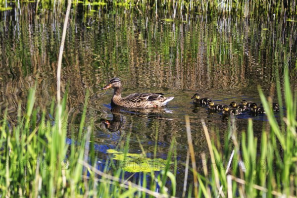 Duck with several chicks, swimming on pond, dune, offshore island of Heligoland,