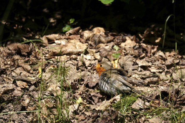 Young robin taking a sand bath, June, Germany