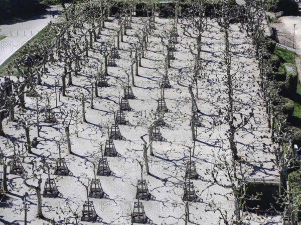 Bald plane tree grove from above, Mathildenhöhe, UNESCO World Heritage Site, Darmstadt, Hesse,