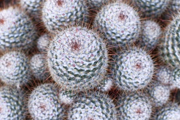 Close up of 'Mammillaria geminispina' cacti. Also callled twin spined cactus