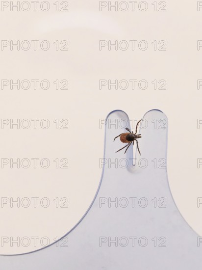 Freshly removed tick on a tick card