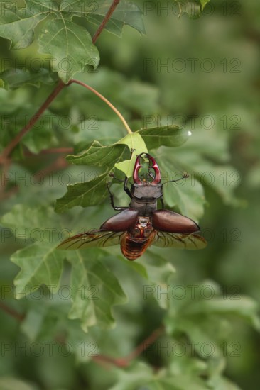 Stag beetle (Lucanus cervus) shortly in front of taking off for flight in the sunset over oak