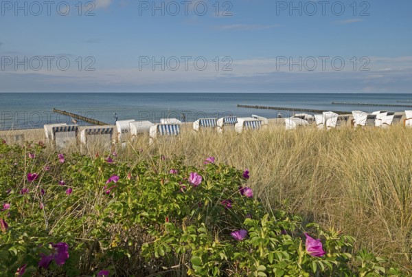 Potato roses, beach chairs, Baltic Sea, Kühlungsborn, Rostock district, Mecklenburg-Western