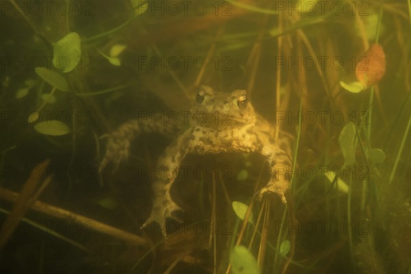 Waiting... Common toad (Bufo bufo) waiting for a female in a small herbaceous pond during the
