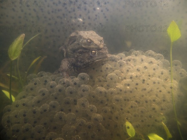 In the middle of frog spawn... Common toads (Bufo bufo), underwater photo from a local pond, mating