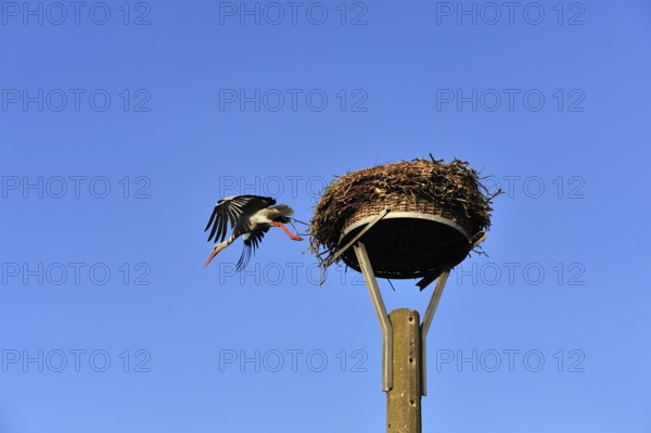 White stork (Ciconia ciconia) leaving its nest against blue sky, Kuhlrade, Mecklenburg-Western