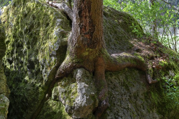 Rooted pine (Pinus) on a rock, Franconia, Bavaria, Germany