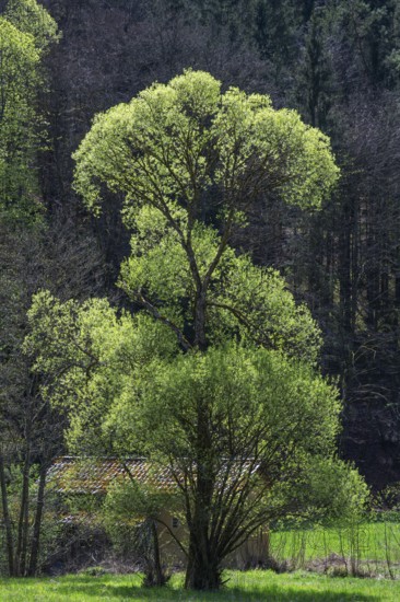 May green willow (Salix) in a valley, Bavaria, Germany