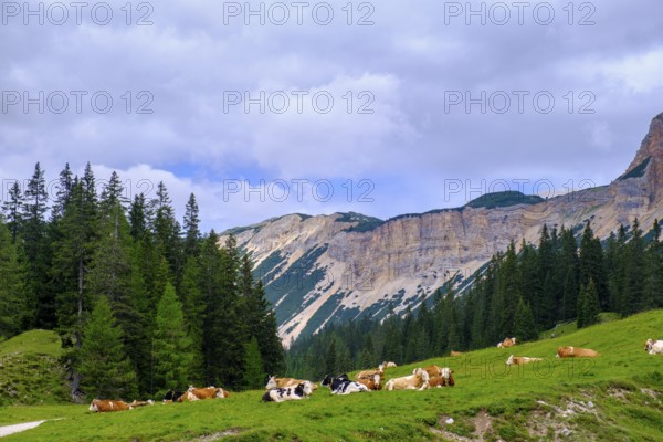 Cows at Rifugio Ra Stua, Ra Stua Alm, Valon Scuro, near Cortina d'Ampezzo, Dolomites, Trentino,