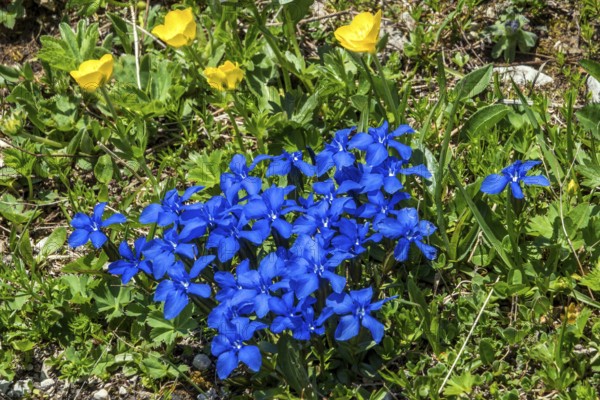 Spring gentian (Gentiana verna), and Ranunculus repens (Ranunculus repens), flowering, Oberallgäu,