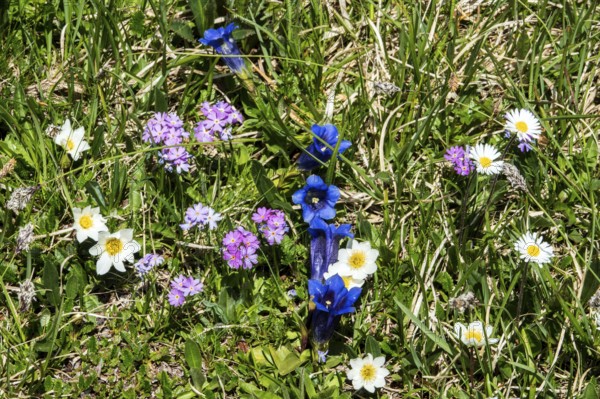 Mealy primrose (Primula farinosa) or mealy cowslip, gentian (Gentiana), alpine pasque flower